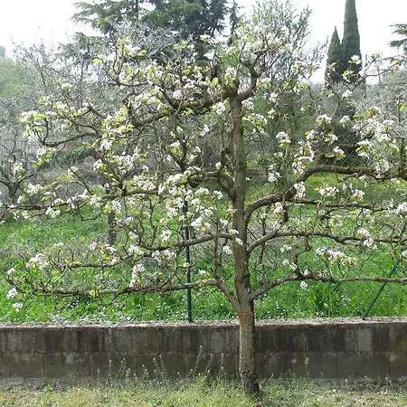 Bed & Breakfast Ai Gerani *